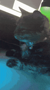 Juno Yawn GIF - Juno Yawn Yawning Juno GIFs