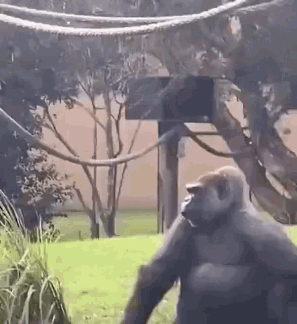 Gorilla Lick Gorilla Date GIF - Gorilla Lick Gorilla Gorilla Date GIFs