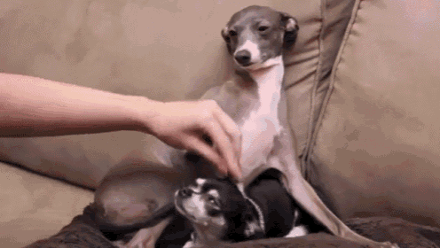 two dogs are sitting on a couch and a person is petting them .