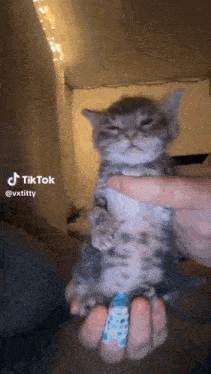 a person is holding a kitten in their hands with a tiktok sticker on it