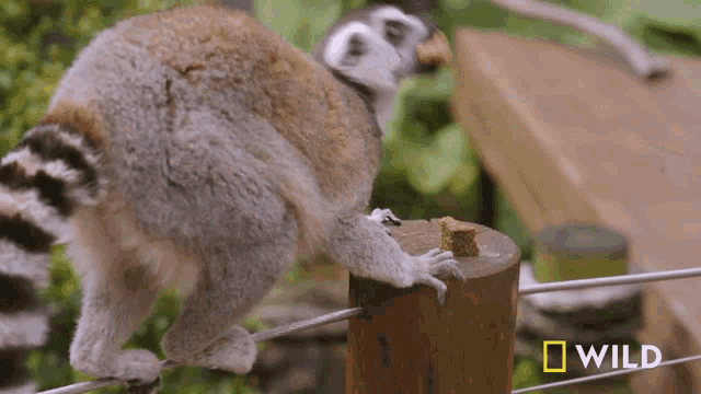 a lemur is standing on a wooden post with the word wild on the bottom