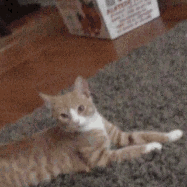 Cat Stare GIF - Cat Stare Whats Going On GIFs