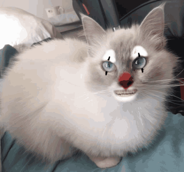 a fluffy white cat with a clown face painted on its face
