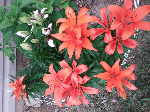 a bunch of orange flowers in a garden with green leaves