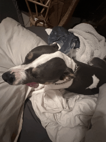 a black and white dog is laying on a bed with its tongue hanging out