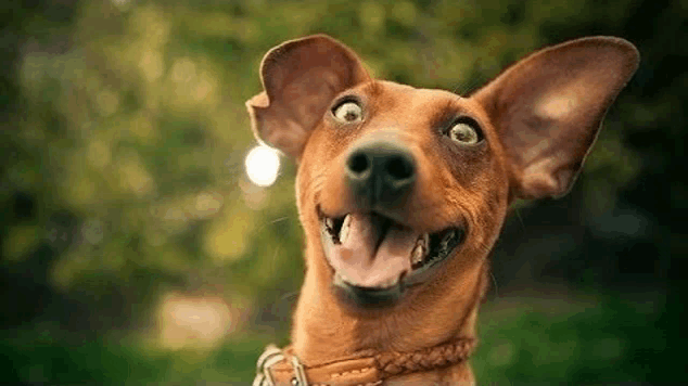 a close up of a dog making a funny face with its tongue out .