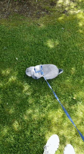 a dog on a leash laying on the grass