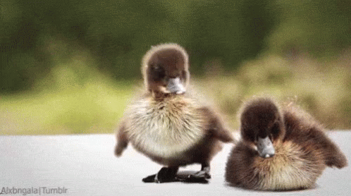 Wiggle Wiggle GIF - Duck Duckling Adorable GIFs