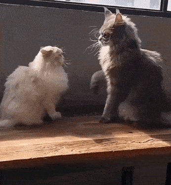 two fluffy cats are sitting on a wooden table and looking at each other