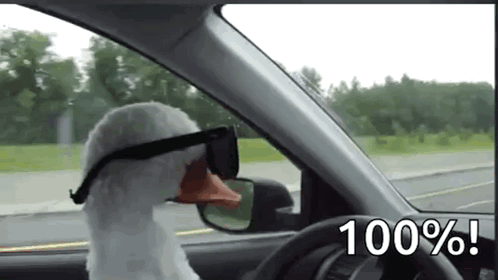 Duck With GIF - Duck With Sunglasses GIFs
