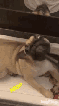 a dog wearing headphones is laying on a table with the word moop written on the bottom