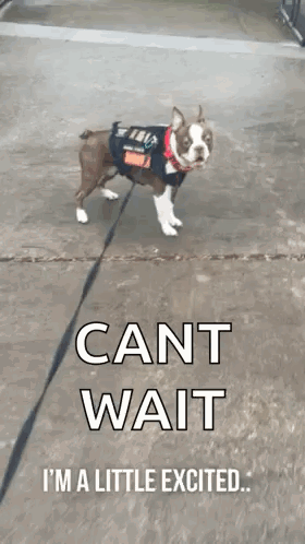 Boston Terrier Ex GIF - Boston Terrier Ex Excited GIFs