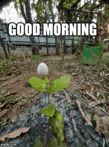 Good Morning Flower GIF - Good Morning Flower Blooming GIFs