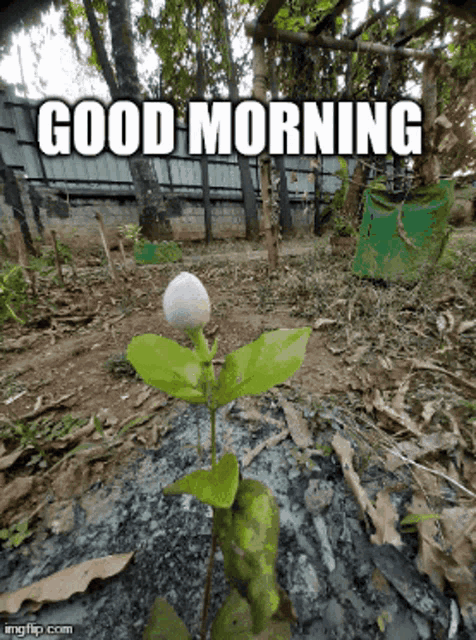 a small plant is growing in the dirt with the words good morning written above it