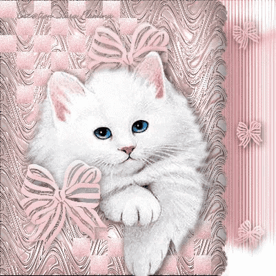 a white cat with blue eyes and a pink bow