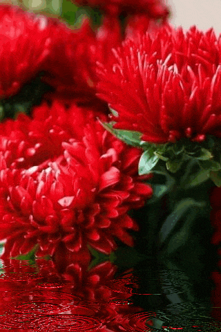 a bunch of red flowers are reflected in a puddle of water