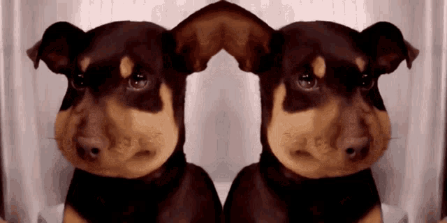 Dog Meme Dog Face GIF - Dog Meme Dog Face Kletka GIFs