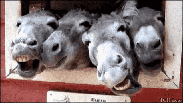a bunch of donkeys are looking out of a window with a sign that says burro