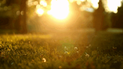 the sun is shining brightly through the trees and grass