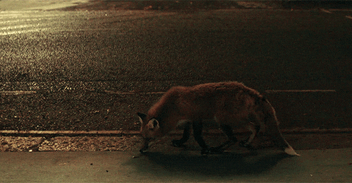 a fox is walking across a wet street at night