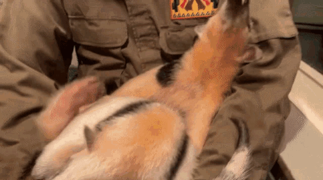 a person holding a cat in their arms with a patch on their jacket that says ' p ' on it
