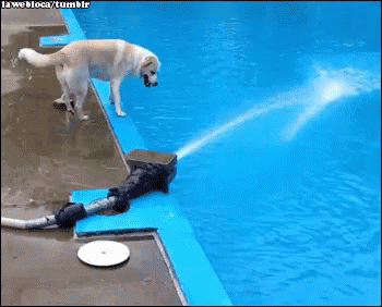 Dog Pool GIF - Dog Pool Water GIFs