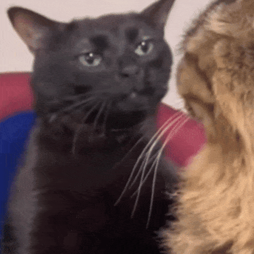 two cats are looking at each other and one of them is black