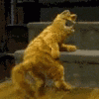a cat is standing on its hind legs on a set of steps .