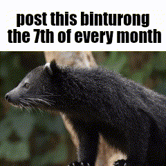 a picture of a black bear with the words post this binturong the 7th of every month below it
