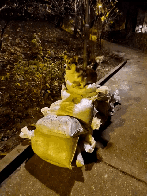 a dog sits on top of a pile of bags on the sidewalk
