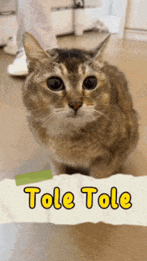 a cat sitting next to a piece of paper that says " tole tole "