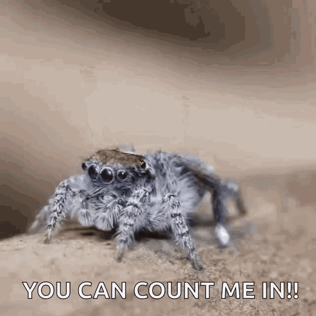 a jumping spider is sitting on a rock with the words you can count me in