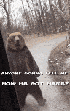 a bear standing on its hind legs with the words anyone gonna tell me how he got here below it