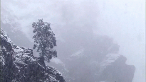 Snow Fall A Lonely Tree GIF - Nature Winter Snow GIFs
