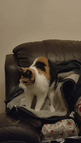 a calico cat sitting on a couch next to a blanket