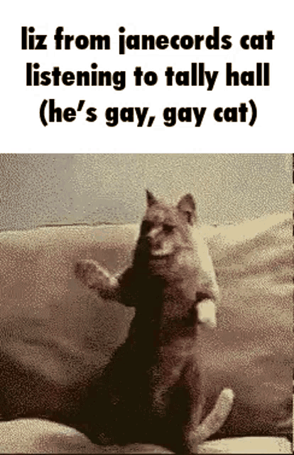 a cat is standing on its hind legs on a couch and says liz from janecords cat listening to tally hall