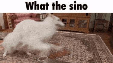 a white dog is running on a rug with the words what the sino written above it