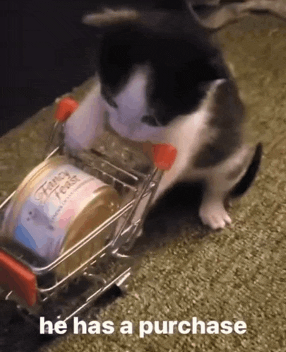 a cat is pushing a small shopping cart with fancy feast in it .