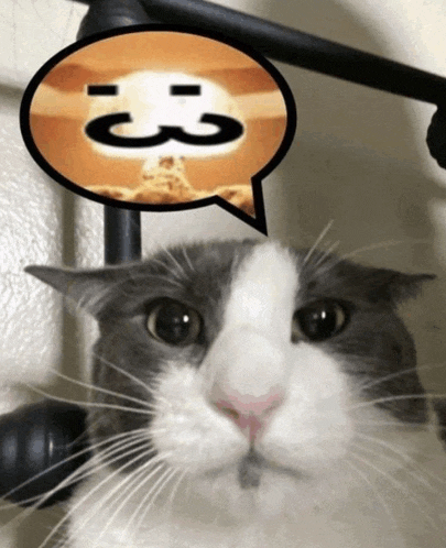 a gray and white cat with a speech bubble that says 3