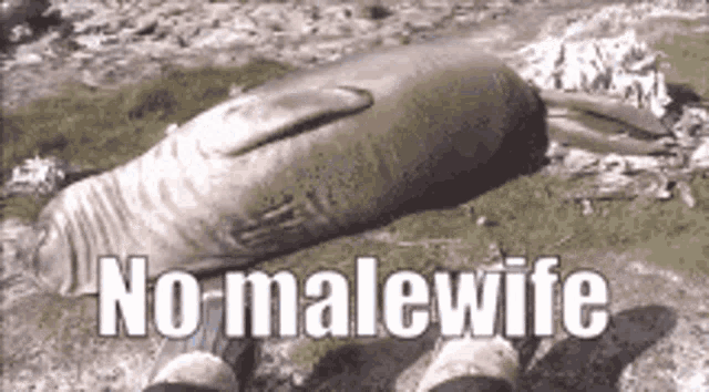 Seals Malewife GIF