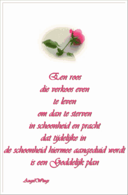 a greeting card with a pink rose and a quote in a foreign language