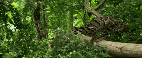 Clouded Leopard Big Cats GIF - Clouded Leopard Big Cats Leap GIFs