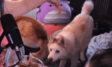 a shure microphone is being used to feed a dog