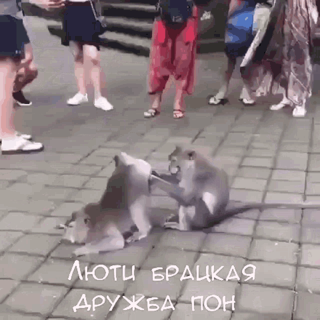 two monkeys are playing with each other on a brick sidewalk with people watching