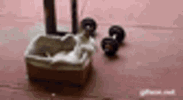 an ashtray and dumbbells are on the floor next to a chair .