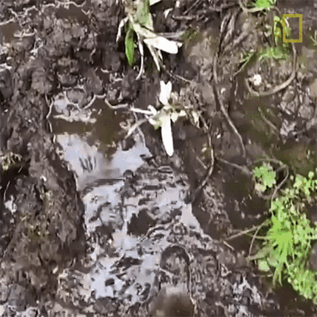 Walking On The Mud Searching For Rwandas Famed Mountain Gorillas GIF