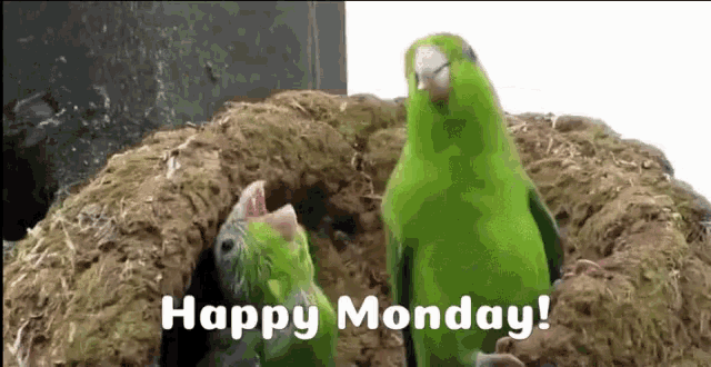 Happy Monday Parrots GIF - Happy Monday Parrots Birds GIFs