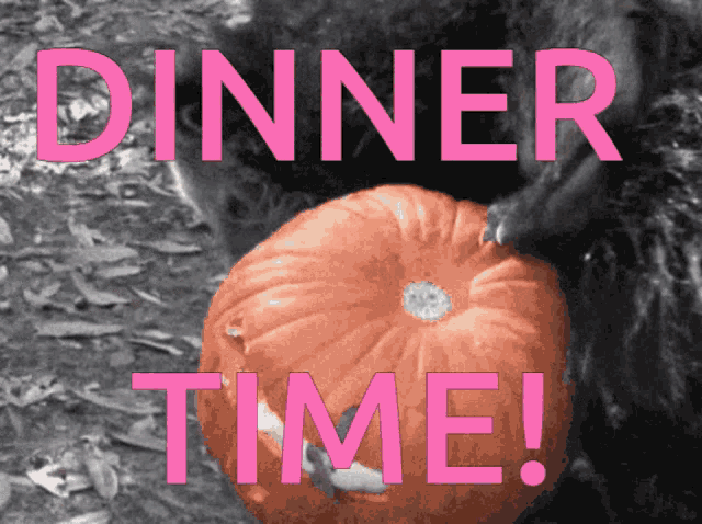 Binturong Dinner Time GIF - Binturong Dinner Time Bearcat GIFs