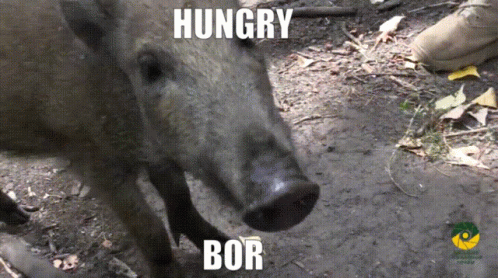Hungry Bor GIF - Hungry Bor Boar GIFs