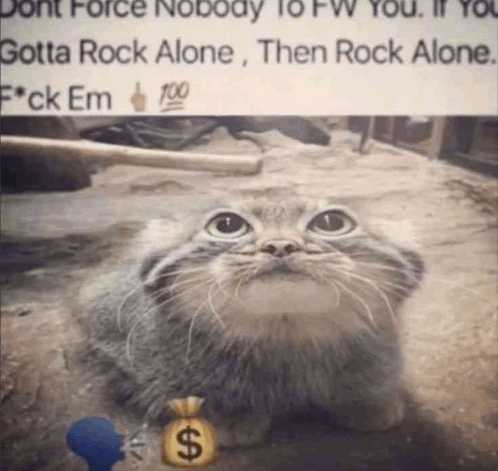 Rock Alone Cat GIF - Rock Alone Cat Cute GIFs